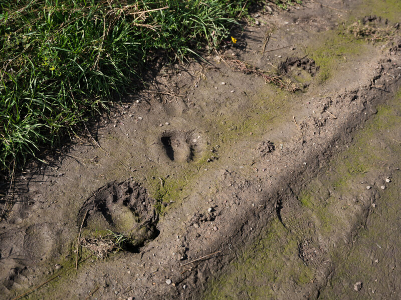 grizzly bear tracks on a ranch on the Blackfeet Reservation in Montana