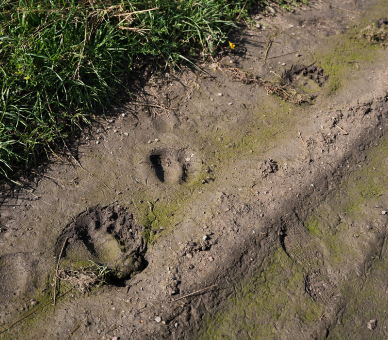 grizzly bear tracks on a ranch on the Blackfeet Reservation in Montana