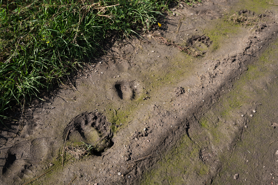 grizzly bear tracks on a ranch on the Blackfeet Reservation in Montana